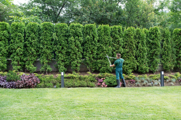 Best Lawn Irrigation Installation and Maintenance  in Soquel, CA