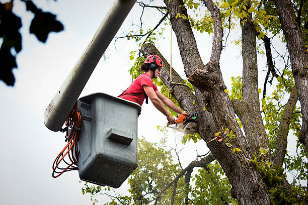  Soquel, CA Tree Removal Pros