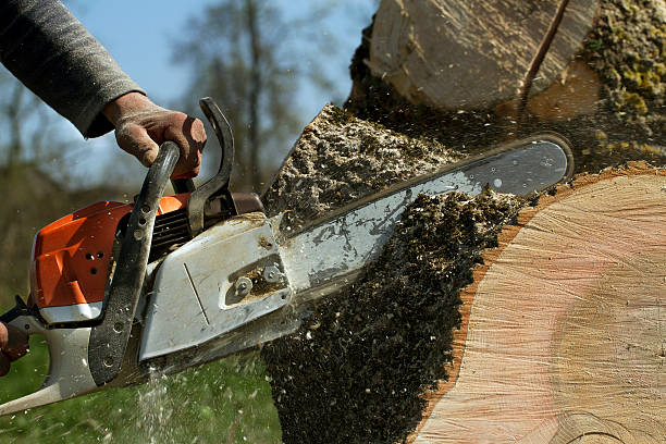 Trusted Soquel, CA Tree Removal Experts