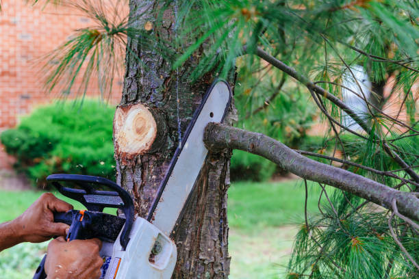 Best Tree and Shrub Care  in Soquel, CA